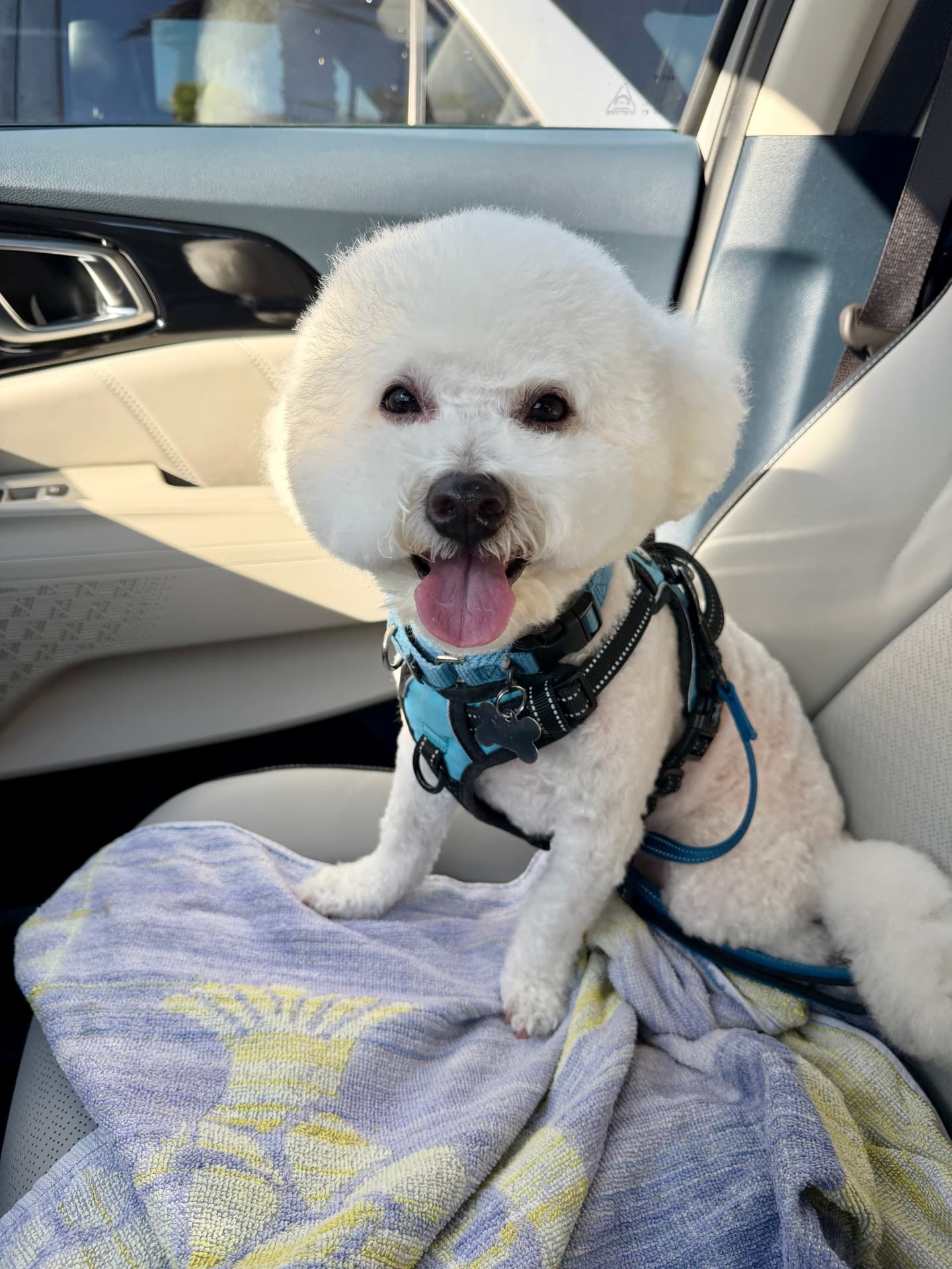 Obi, a small white Bichon Frise, sitting on the Carnival front passenger seat